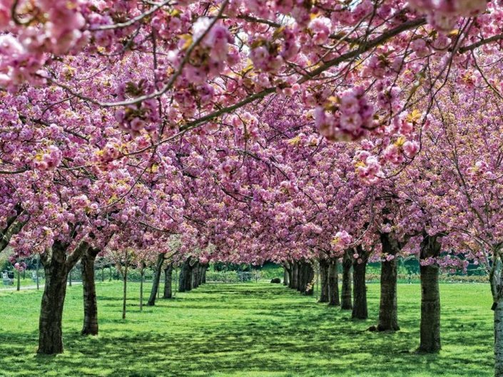 Botanic Gardens and Other Places to See Cherry Blossoms in NYC