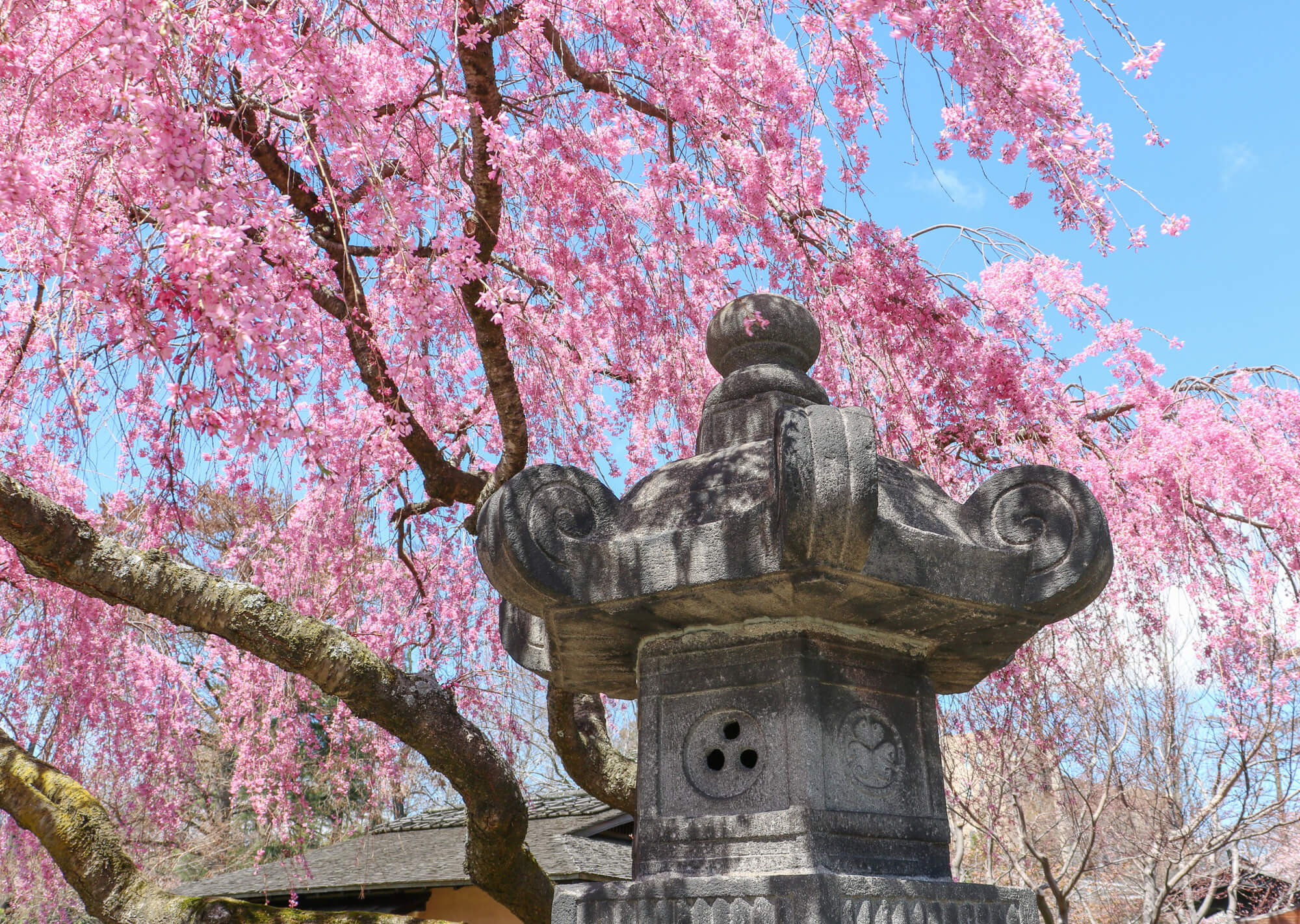 Where to see the cherry blossoms in Brooklyn this weekend (Image-2)